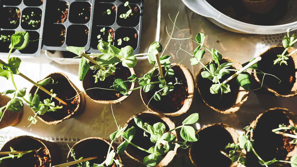 Gardening